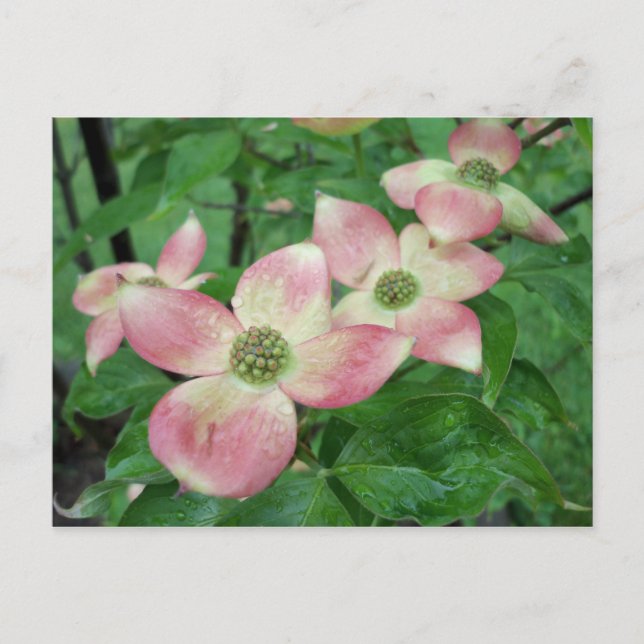 Carte Postale Fleurs de Dogwood Humides (Devant)