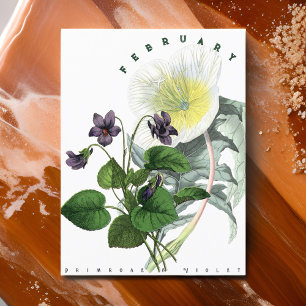 Carte Postale Fleurs de février Primrose et Violette