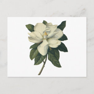 Carte Postale Fleurs de fleurs vintages de Magnolia Blanche en f