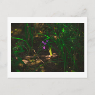 Carte Postale Fleurs de forêts sauvages pourpres