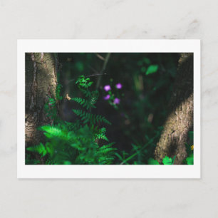 Carte Postale Fleurs de forêts sauvages pourpres