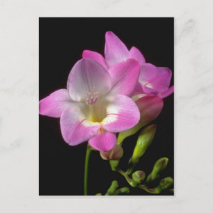 Carte Postale fleurs de freesia de printemps