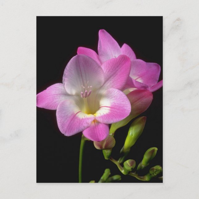 Carte Postale fleurs de freesia de printemps (Devant)
