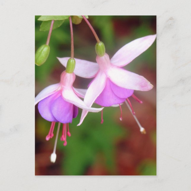 Carte Postale Fleurs de Fuschia (Devant)