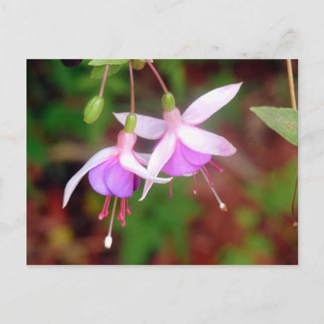 Carte Postale Fleurs de Fuschia (Devant)