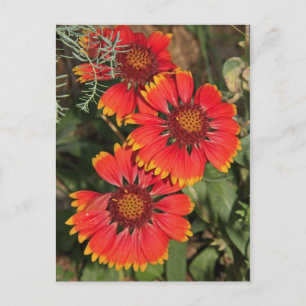 Carte Postale Fleurs de Gaillarde