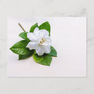Carte Postale Fleurs de Gardenia blanches