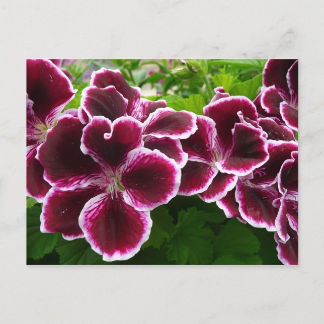 Carte Postale Fleurs de géranium Regal Élégant Maroon Floral Lug (Devant)