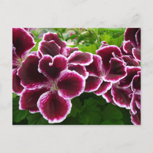 Carte Postale Fleurs de géranium Regal Élégant Maroon Floral Lug