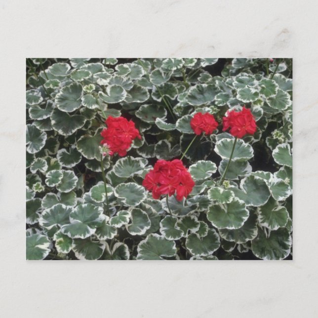 Carte Postale Fleurs de géranium zonal (Pelargonium Hortorum) (Devant)