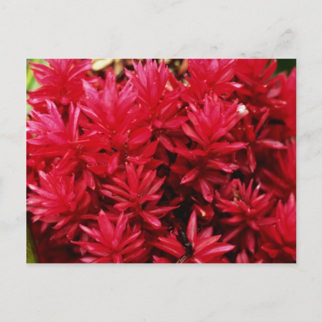 Carte Postale Fleurs de gingembre, fleurs de Porto Rico (Devant)