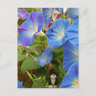 Carte Postale Fleurs de gloire du matin