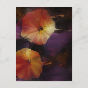 Carte Postale Fleurs de gloire du matin