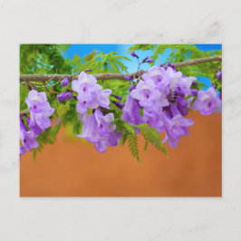 Carte Postale Fleurs de jacaranda violettes