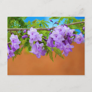 Carte Postale Fleurs de jacaranda violettes