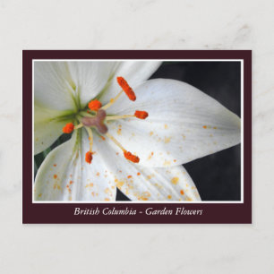 Carte Postale fleurs de jardin de la Colombie-Britannique