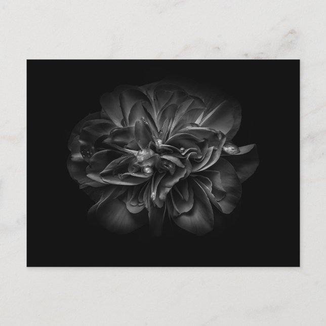Carte Postale Fleurs De jardin En Noir Et Blanc 67 (Devant)