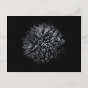 Carte Postale Fleurs de jardin en noir et blanc n° 68