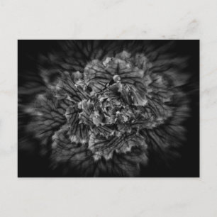 Carte Postale Fleurs De jardin En Noir Et Blanc No 42 Flux