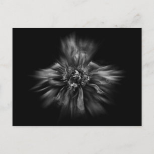 Carte Postale Fleurs De jardin En Noir Et Blanc No 49 Flux