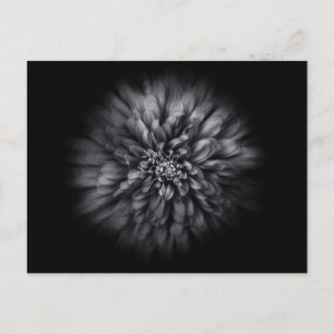 Carte Postale Fleurs De jardin En Noir Et Blanc No 68 Flux