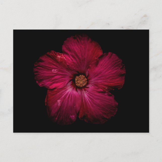 Carte Postale Fleurs de jardin No 122 Version couleur (Devant)