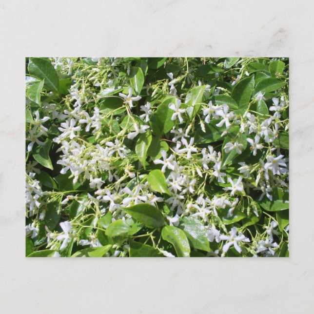 Carte Postale Fleurs de Jasmin Blanches (Devant)