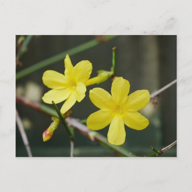 Carte postale Fleurs de jasmin d'hiver (Devant)