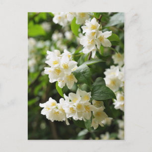 Carte Postale Fleurs de jasmin en gros plan