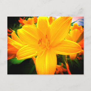 Carte Postale Fleurs de jour lis orange jaune Jardin ensoleillé