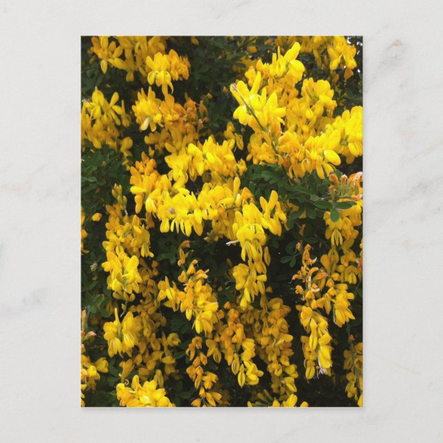 Carte Postale Fleurs de la Bell jaune — Amérindiens (Devant)