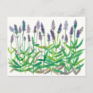 Carte Postale Fleurs de lavande Aquarelle Peinture de plantes