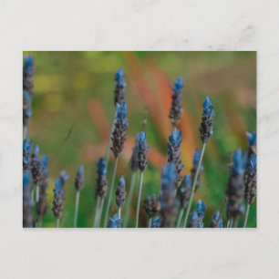 Carte postale Fleurs de lavande bleu violet