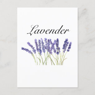 Carte Postale Fleurs de lavande herbes d'aquarelle violet chic
