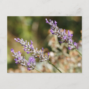 Carte Postale Fleurs de lavande violette