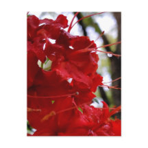 Fleurs de l'Azalée Rouge