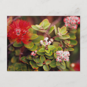 Carte Postale Fleurs de Lehua à Hawaï Volcans