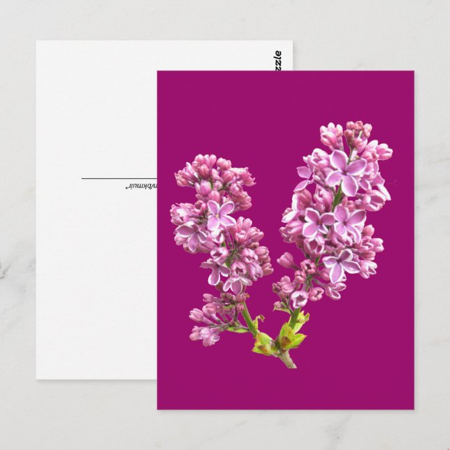 Carte postale - Fleurs de lilas (Devant / Derrière)