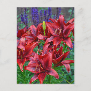 Carte Postale Fleurs de lys rouges