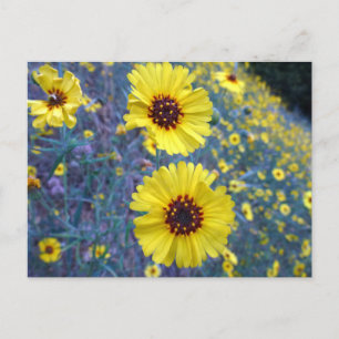 Carte Postale Fleurs de Madia communes dans le parc national de 