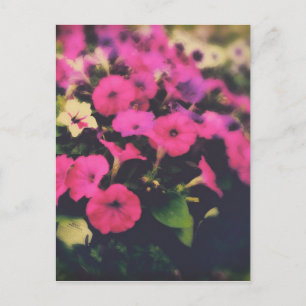 Carte Postale Fleurs de magasin d'alimentation