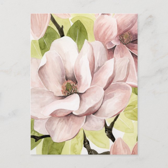 Carte Postale Fleurs de Magnolia (Devant)
