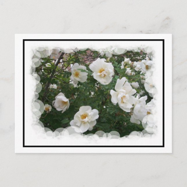 Carte postale Fleurs de mai (Devant)