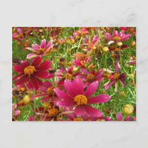 Carte Postale Fleurs de marguerite rose et jaune brillantes