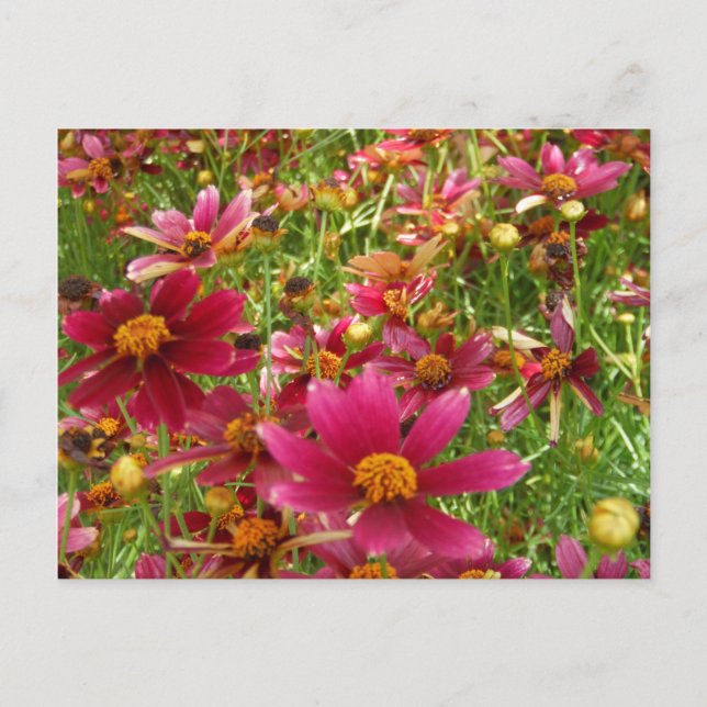 Carte Postale Fleurs de marguerite rose et jaune brillantes (Devant)