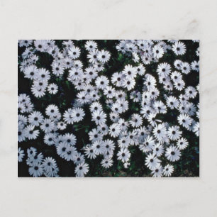 Carte Postale Fleurs de marguerites blanches aux yeux noirs
