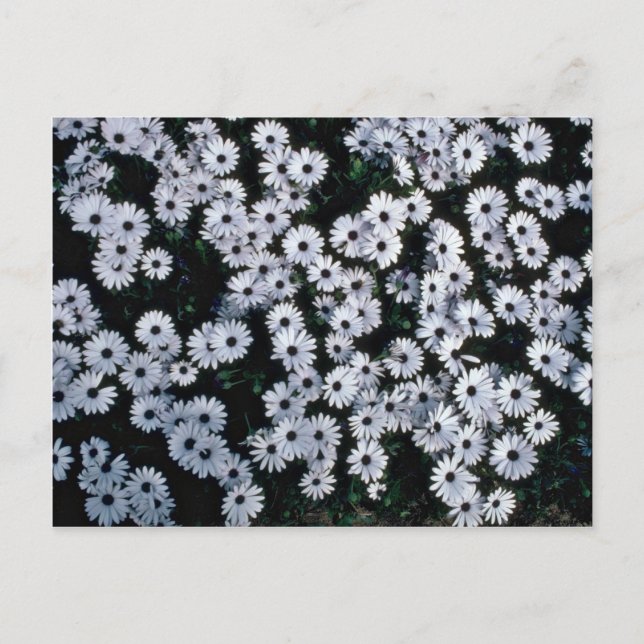 Carte Postale Fleurs de marguerites blanches aux yeux noirs (Devant)