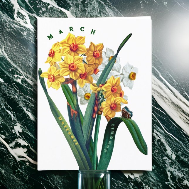 Carte Postale Fleurs de mars Jonquille Narcisse (Créateur téléchargé)