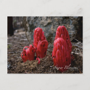 Carte Postale Fleurs de neige