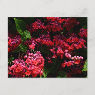 Carte Postale Fleurs de pagode colorées rouge et rose